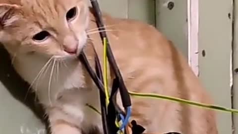 A cat learns why live cables were not meant for chewing.