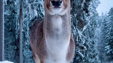 Rain deer in winter land ...