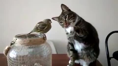 beautiful friendship between cat and bird