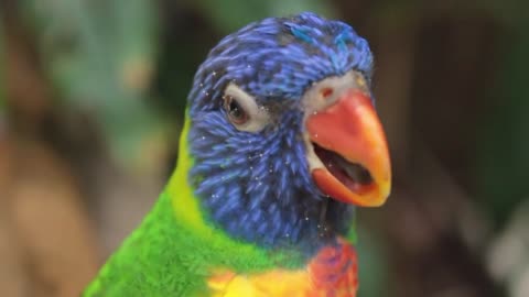 I'm a colorful parrot, just look at my wise eyes and know that I can learn human speech