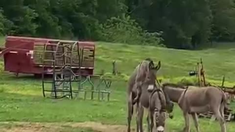 WARNING: This is how baby donkeys are made