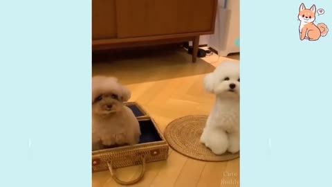 Funny little dog video for you, watch the video and share with each other, subscribe to the channel.