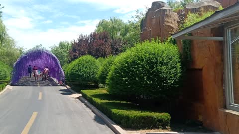 This is an arch bridge made of blue flowers