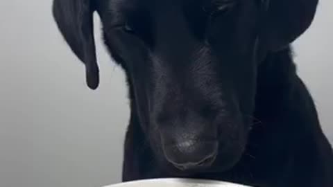 Beautiful dog 🐩 trending video