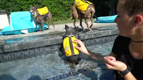Teaching My Dogs How To Swim in pool