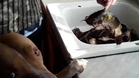 Canadian catfish in the sink