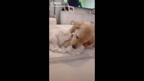 Dogs Being Really Funny Dogs on TikTok | Aww Cute Dogs