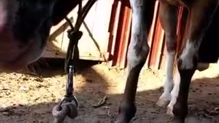 Guy passes out in front of horse