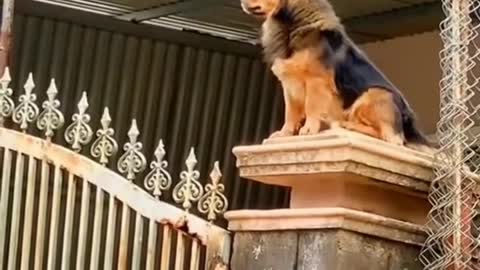 Dog sitting at the gate