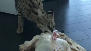 Cat Enjoys Chicken Birthday Cake