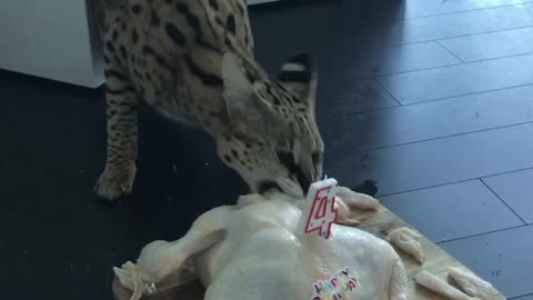 Cat Enjoys Chicken Birthday Cake