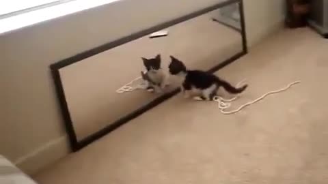 Cute kitten playing with reflection mirror