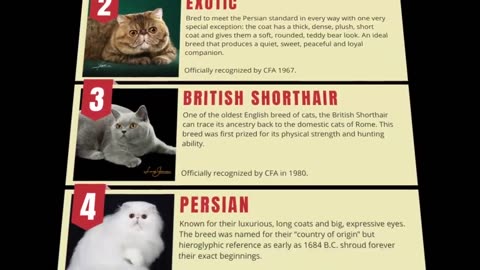 Rarest Cats That Exist