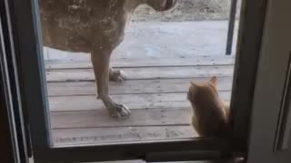 Cain vs cat