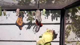 Monarch Butterfly Emerges to Cardinal Song
