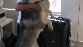 Excited Husky when my brother came back home