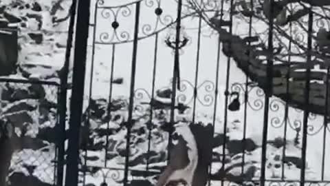 Startled Deer Gets Stuck in Gate