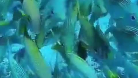 Group of beautiful blue-green fishes