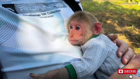 Special Camping Journey of Monkey Bibi with Dad