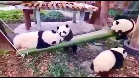 Babby Panda Funny Moments