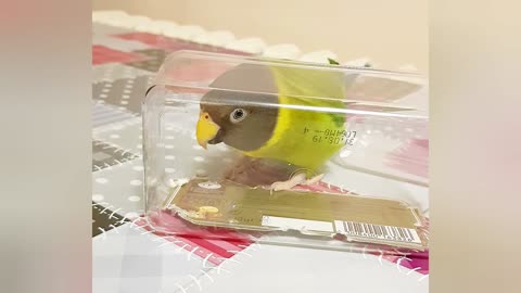Clever parrot sings into a box to make himself louder