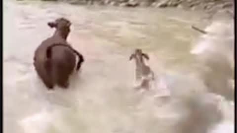 Cow Baby Crossing River | Finally This Baby Cow Crossed The River #animalshortsvideo