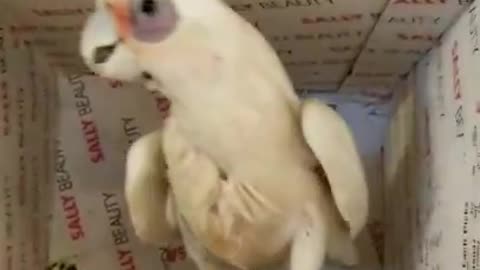 HAPPY DANCING COCKATOO GETS A NEW BOX! SWEET BIRD MAUI LYNN