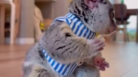 BEST FUNNY VIDEOS OF THE YEAR 2023 FUNNIEST ANIMAL