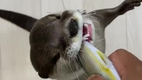 TRAINING BABY OTTERS TO HUNT FISH ! WILL THEY EAT ?!