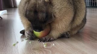 Marmot Munching on an Apple