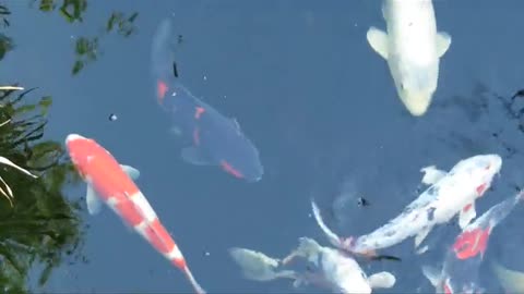 Natural fish koi japan beautiful fun animals fish