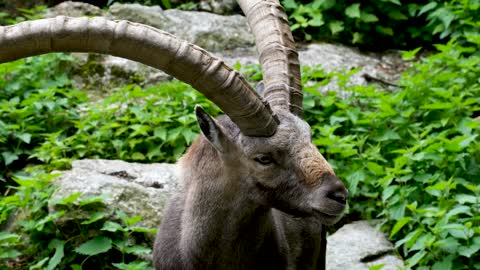 Ibex's Close-Up