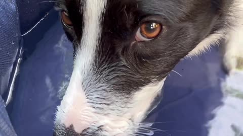 Border Collie Playing Bubbles