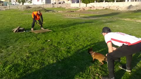 تدريب كلاب المالينو الصغيرة