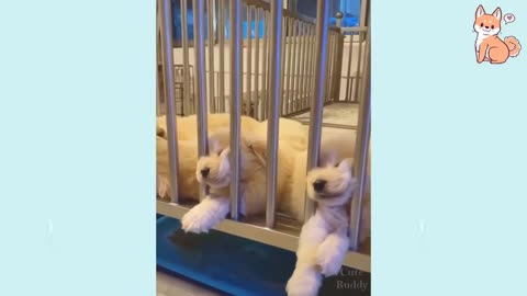 cute puppies kittens with funny cute baby -pets garden- Adorable and cutest babies pets 2020 #15😍