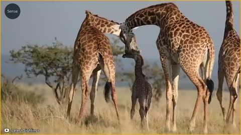 Giraffe Alone Defeats A Herd Of Lions Painful - Ending For The Lions Of Gluttony _ Wild Animals