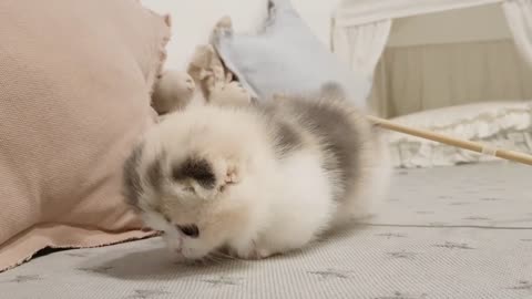 Cute kitten vidéos short leg cat-kimskennelUS