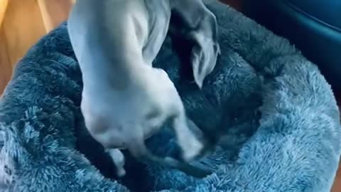 Blue Great Dane Dog Funny Videos 154 - The Great Dane Puppies Video - Great Dane Compilation