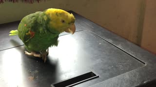Precious Parrot Singing Zippity Doo Dah