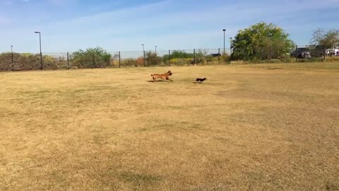 Chihuahah runs circles around bigger dog
