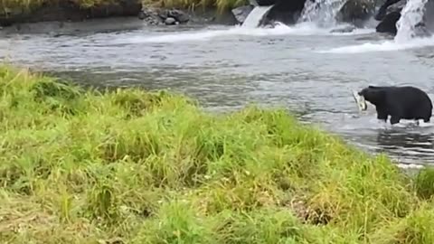 Bear in Tongass Forest Alaska #travel #cruise life #Alaska