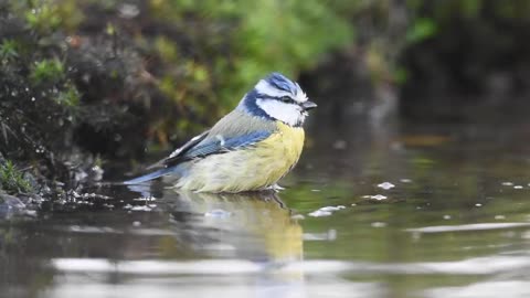 Cute blue tit bird playing in pond water