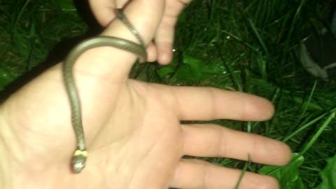 Little grass snake.