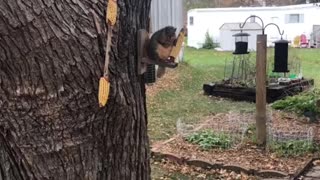 My next door neighbor has got a really fat squirrel