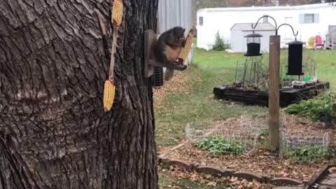 My next door neighbor has got a really fat squirrel