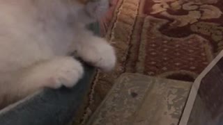 Funnie cat-don't try to hold back laughte-funny cat life