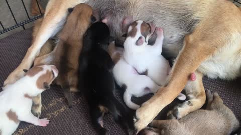 Golden Retriever puppy ( giving birth to six puppies ) day 2