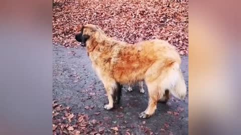 Adorable Puppy Loves Its Duck Buddy -