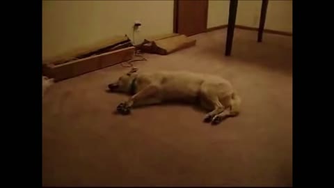 Dog Dreaming of an Epic Adventure. Funny Animals!