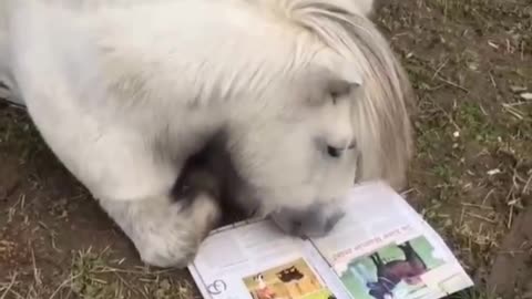 A very smart little white horse